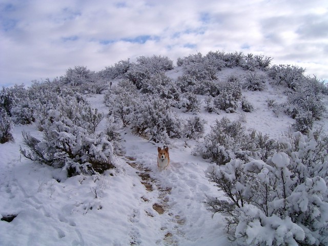 0306 Teddy front, snow
