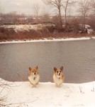 Corgis at the Boise River