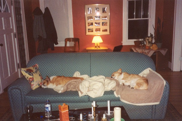 Corgi couch potatos