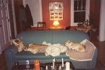Corgi couch potatos
