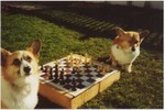 Emma in checkmate