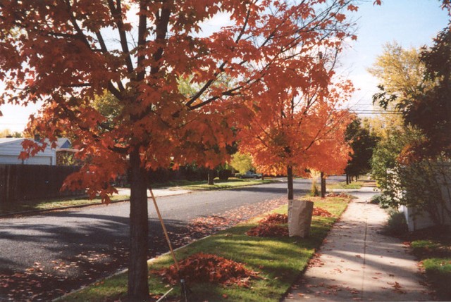 Raking up maple leaves