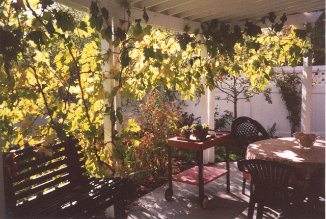 Patio grapevine