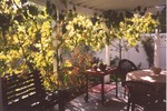 Patio grapevine