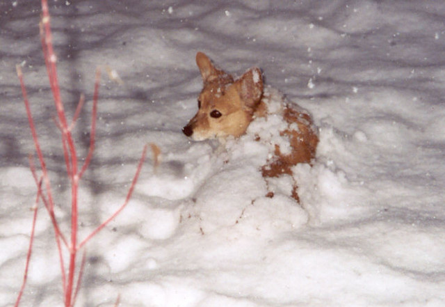Idaho Snow
